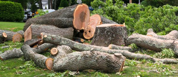 Large Tree Removal in Redwood City