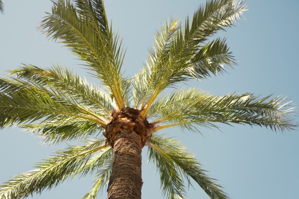 Palm Tree Removal in Redwood City