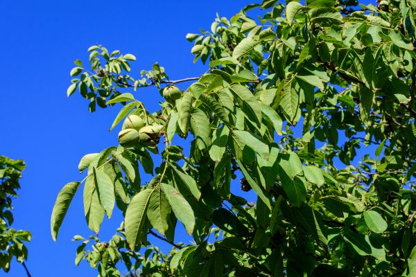 Walnut Tree Removal in Redwood City