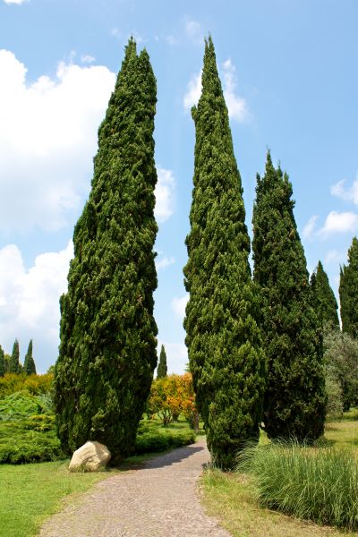 Cypress Tree Removal in Redwood City