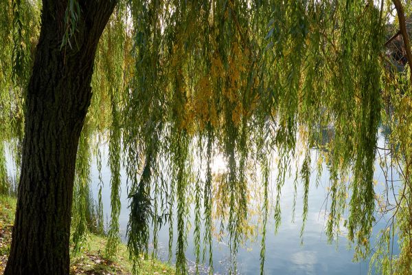 Willow Tree Removal in Redwood City