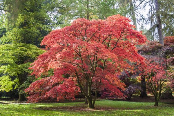 Maple Tree Removal in Redwood City
