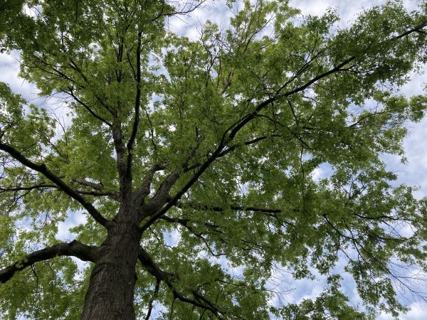 Oak Tree Removal in Redwood City