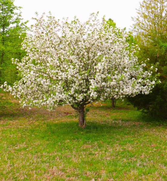 Dogwood Tree Removal in Redwood City