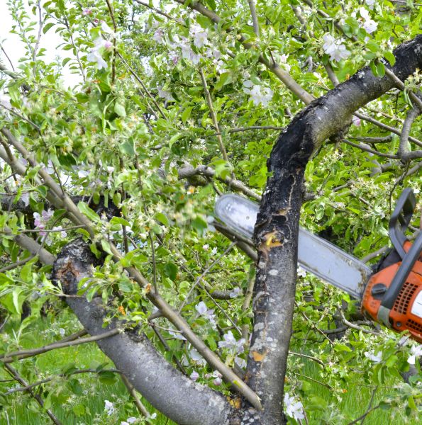 Apple Tree Removal in Redwood City