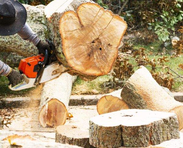 Tree Removal Service in Redwood City