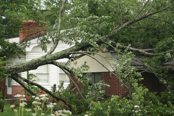 Emergency Tree Removal in Redwood City