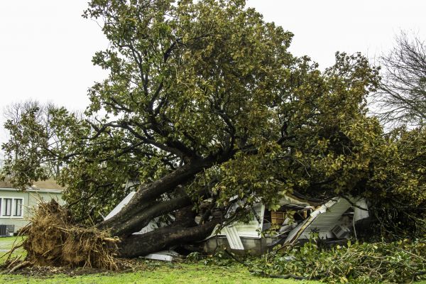 Fallen Tree Removal in Redwood City