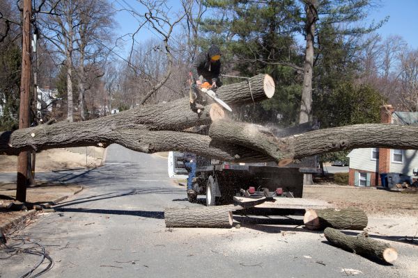 Residential Tree Removal in Redwood City