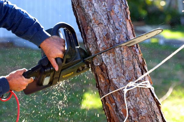 Dead Tree Removal in Redwood City