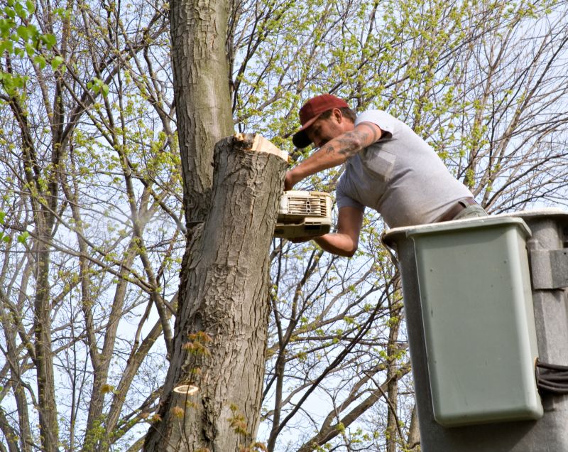 Tree Removal