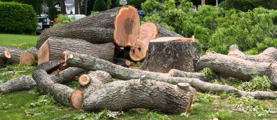 Emergency Tree Removal detail