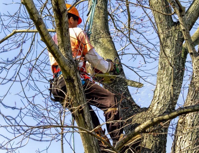 Maple Tree Removal