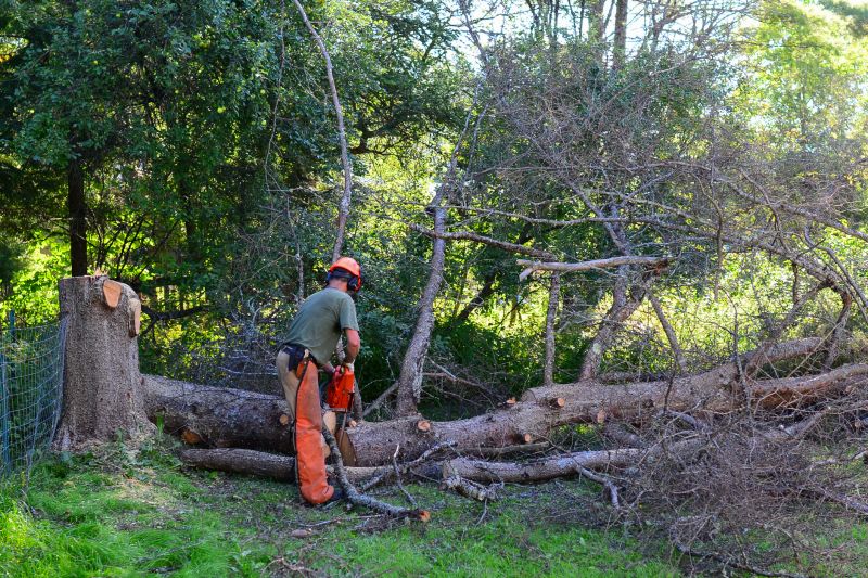 Tree Cutting Techniques