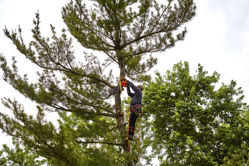 Safe Tree Felling Techniques
