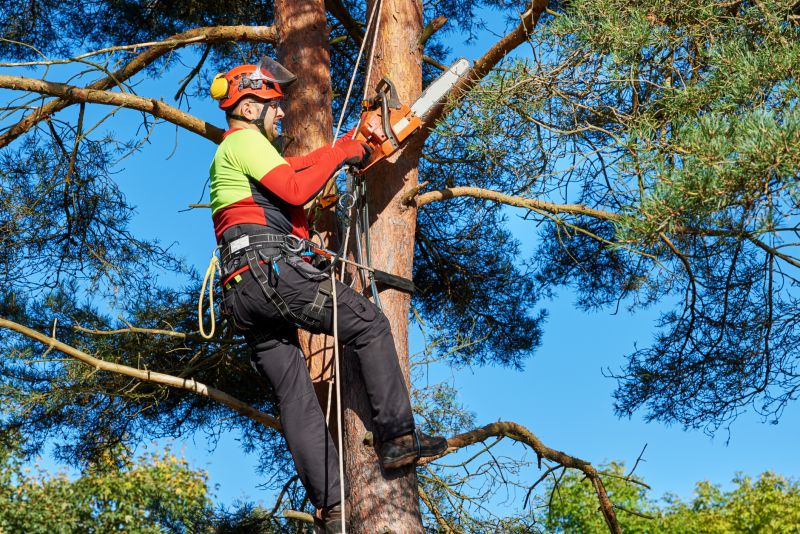 Tree Service Professionals at Work