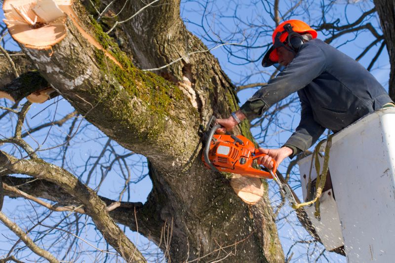 Scheduling Tree Removal